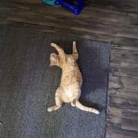 tiger_yoga.jpg